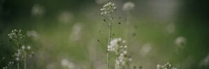 Naturschutzgebiet Mainzer Sand bleibt von Autobahnausbau verschont