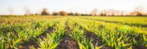 Grüne diskutieren über Landwirtschaft und Ernährung mit Spitzenkandidatin Katrin Eder