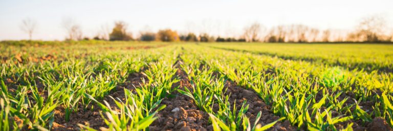 Grüne diskutieren über Landwirtschaft und Ernährung mit Spitzenkandidatin Katrin Eder