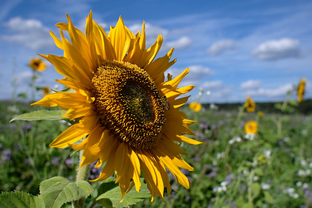 Sonnenblume mit Besucher
